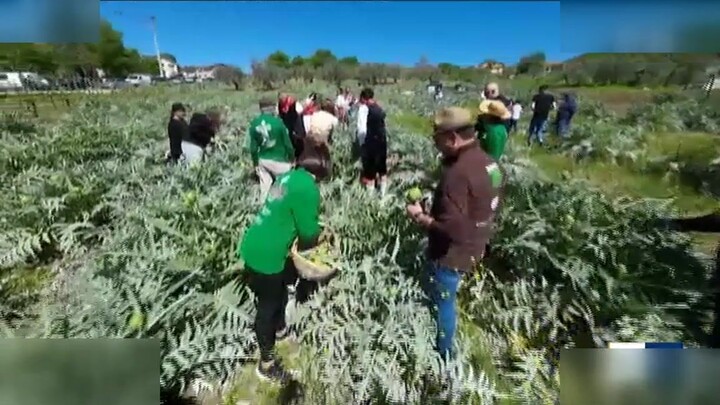 Auletta's White Artichoke Fest: Italy's Hidden Culinary Gem