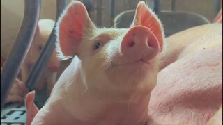 From birth to cooking: the short life of a pig
