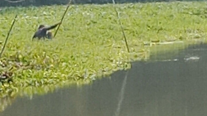 অসাধারণ ভিডিও