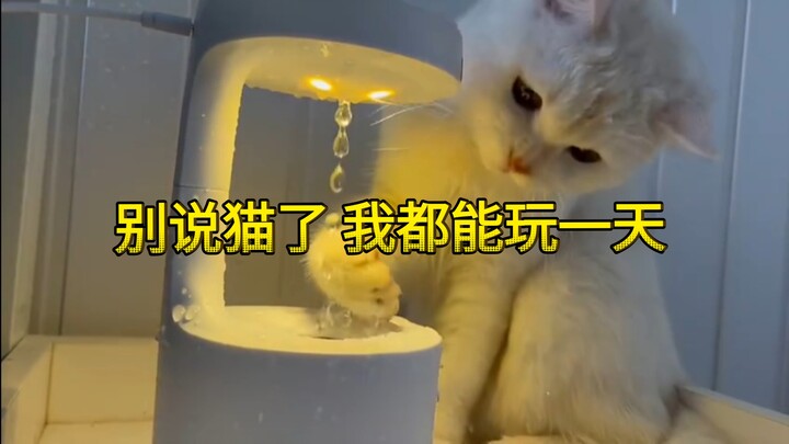Jangankan kucing, aku saja bisa bermain seharian.