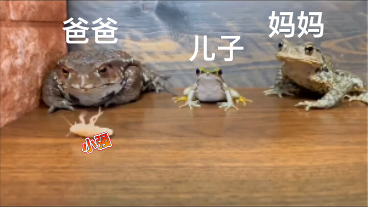 Ba chú ếch, ba chú ếch tranh giành thức ăn, giành được rồi còn bị đánh!