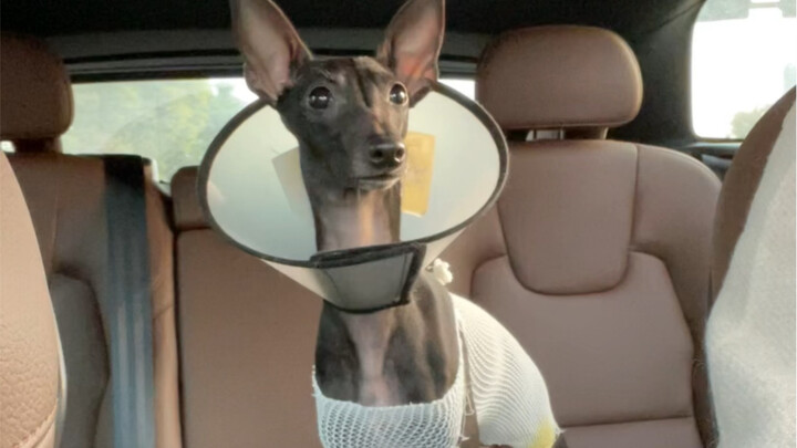 My dog with an amazing physique..