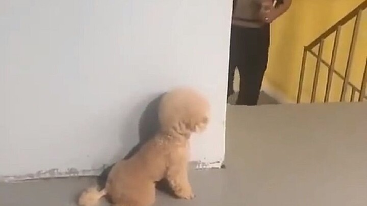 Khi chủ nhân trở về, Tú Câu muốn trốn vào góc để dọa chủ nhân.