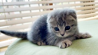 Help prepare the room Kitten Lulu