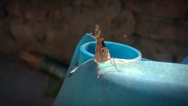 Butterfly video Edit 🦋