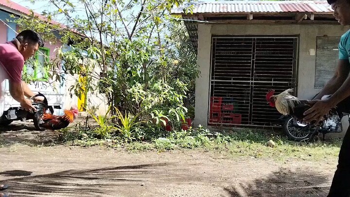 6 months old 1st spar