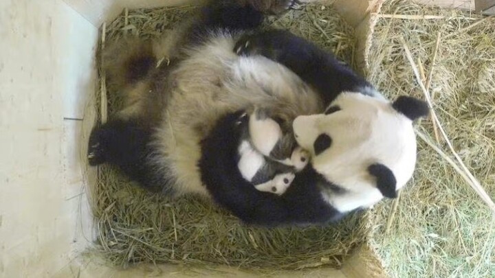 Animal|Daily Life of Panda Mother and Babies