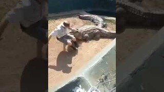 Crocodile Handling Gone Wrong 🐊 👀 🤕