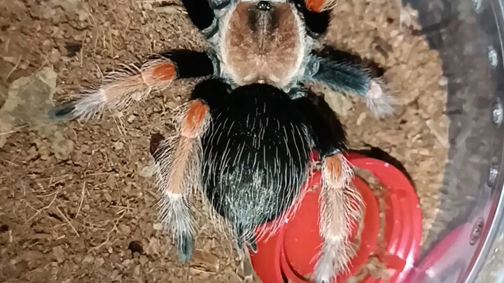 red knee