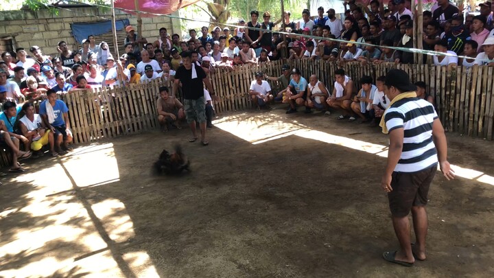 Winwin backyard video