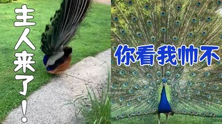 Such an overwhelming desire to show off—every morning, the pet peacock immediately fans out its feat