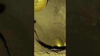 The treasure exploration found that there was a big golden egg under the cover of the golden altar