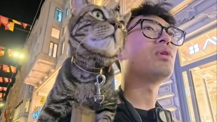 Traveling around the world with a tabby cat: Istanbul, the city of cat lovers