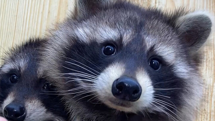 Little raccoons definitely won’t bite you!