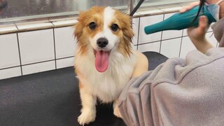 ปีใหม่เหลืออีก 7 วัน รีบปรับปรุงน้องหมาเตรียมรับปีใหม่ 7 วันถึงปีใหม่ ล้างน้องหมารับปีใหม่