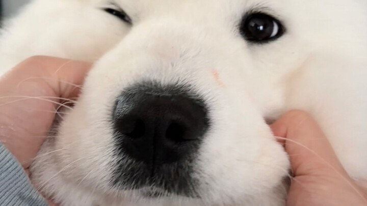 I told you so—had to shake it!