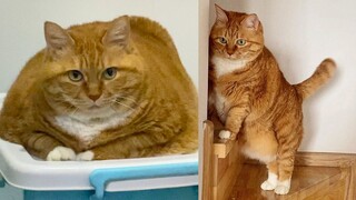 Life advice: You must get a ginger cat! It's truly super happy🥳