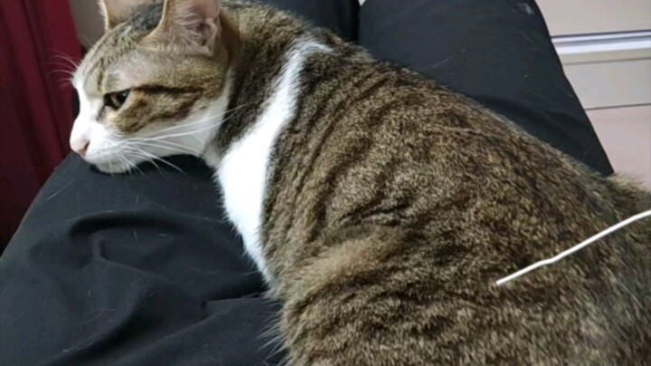 แท่งเหล็กเล็กๆ จิกจุกจิกกระตุ้นผิวบอบบางของปลิงทะเลตัวน้อย!