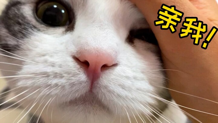 Kirimin! Ini bukan “efek kucing terbuang” kok, ini manja balas dendam!