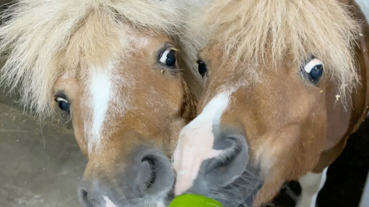 马儿会吃青萝卜吗