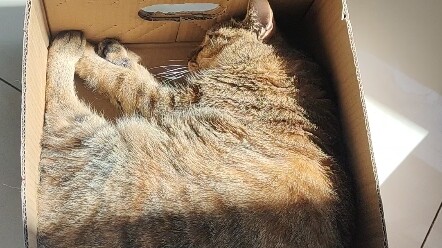 Si babi kecil Mimi yang sedang berjemur matahari sama sekali tak menyadari bahwa dirinya sedang dite