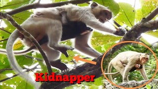 Break Heart Baby Monkey Jody Seriously Cry Loudly, Kinapper Sprin Kidnapped Baby Climb On Top Tree