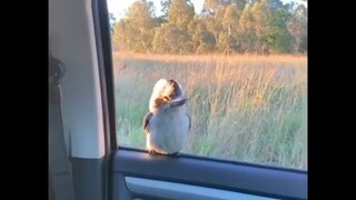 Bird Foolish: No matter how high or low you go, I won’t be worried at all
