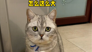 猫咪过生日，给它整了个鹅蛋孵……