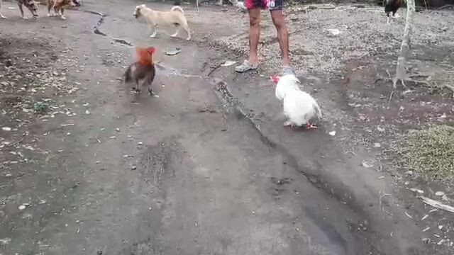 the champ samboa white vs gold