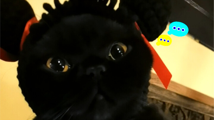 เมื่อเจ้าแมวดำตัวน้อยถูกเหยียบหางกลางดึก...