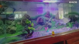 ikan coin aquarium hiasan dirumah