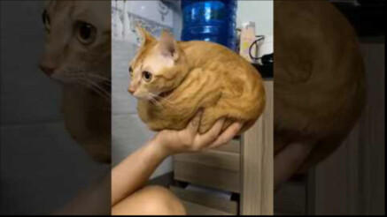 Tổng hợp mèo hay nhất toàn mạng 😺 ①