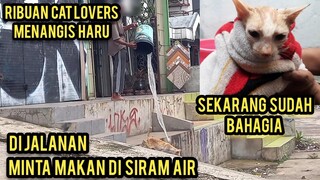 Kucing Minta Makan Di Usir Dan Di Siram Air Part 2 Alhamdulillah Sudah Bahagia Sekarang..!