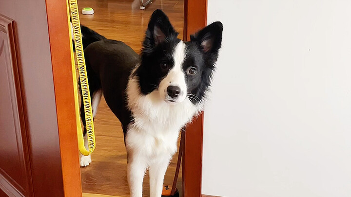 Khi bạn và cún cưng ngày càng ăn ý…