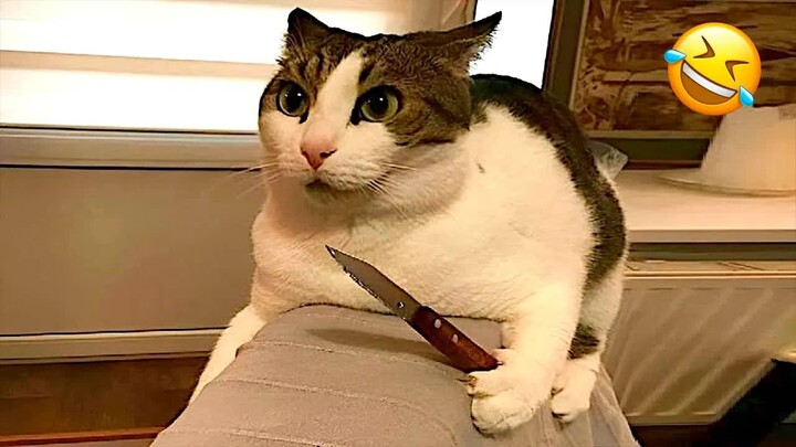 【ท้าห้ามหัวเราะ】 😹รวมแมวและหมาฮาที่สุดปี 2025 🤣