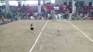 Duke Hulsey X Butcher | 2nd Entry @ Amansabina Cockpit Arena | 1st Fight (Win)