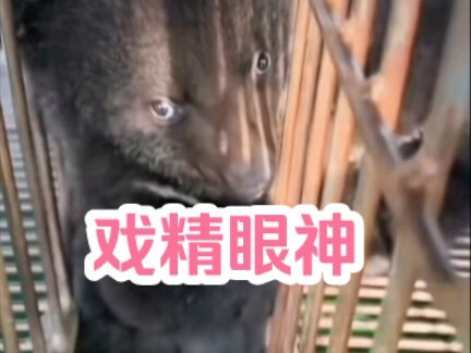 The new little black bear, Dagui, is a bit timid and socially anxious. He’s always sneaking off to h