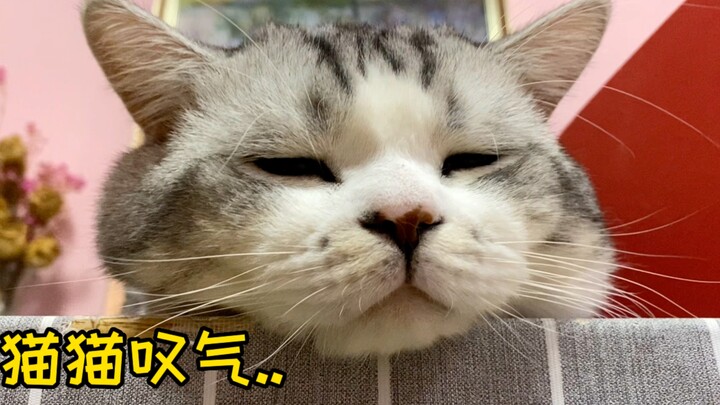 Lagi-lagi kena pukul sama ibu kucing! Tapi... kok ada kucing yang semakin terpojok malah semakin men