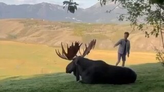 路人正在好奇地拍摄一头驼鹿，本尊站起来后...拍啊？你怎么不拍了？