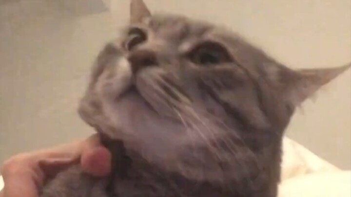 Who understands the joy of squeezing a little kitten?