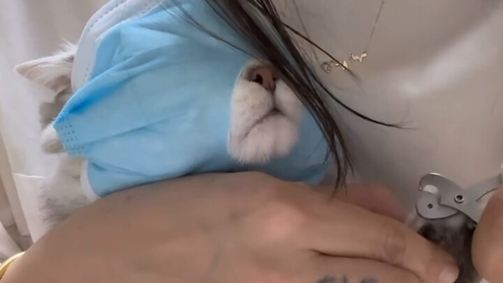 Cutting the kitten’s nails!