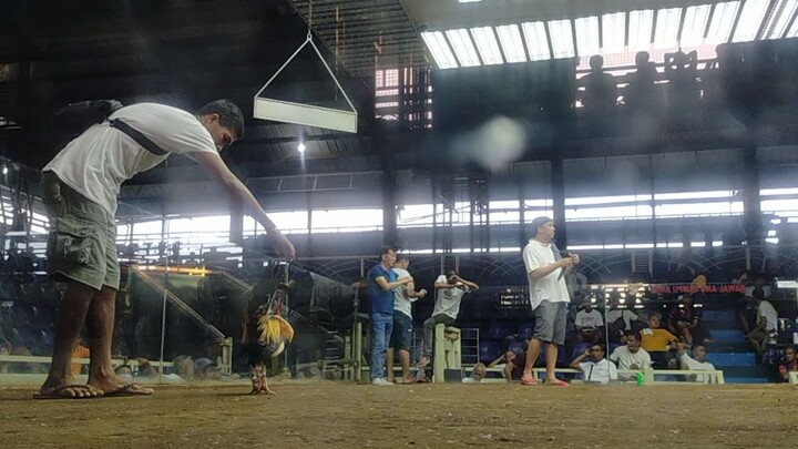 Ulutan @ Lucena Cockpit Arena 2nd fight Loss