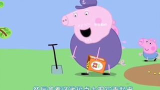 Henan Pig Ni Pig Baby và Mr. Pig cùng nhau làm người cỏ...