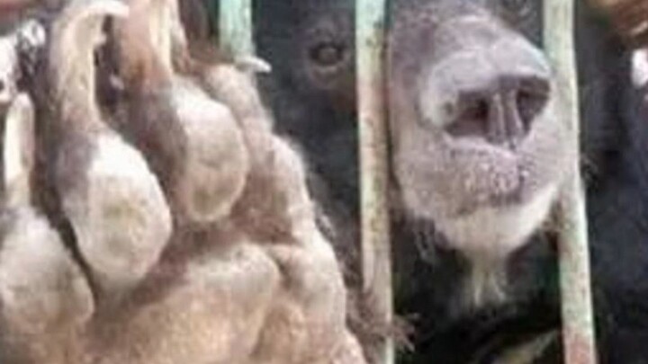 How Cruel Is Bear Bile Harvesting?