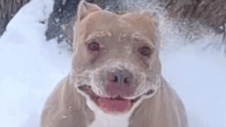Dog used for breeding finally gets a loving home. See how she reacts to snow.