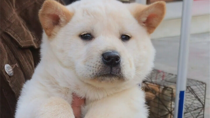 Turns out a white farm dog can be this gorgeous! Her melancholic expression and soft fur totally hea
