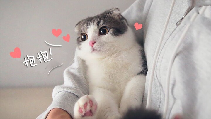 The correct way to pet a cat! Let your little cat fall in love with your hug
