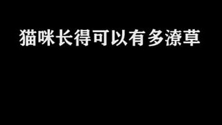 长得潦草的猫咪合集，哈哈哈一个比一个潦草