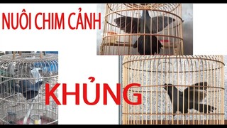 khướu hót múa tuyệt đinh - khướu hót giọng rừng hay nhất