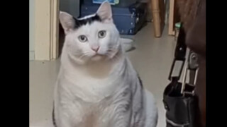 Ekspresi bingung, tatapan aneh, mari kita gunakan kucing untuk menerjemahkannya